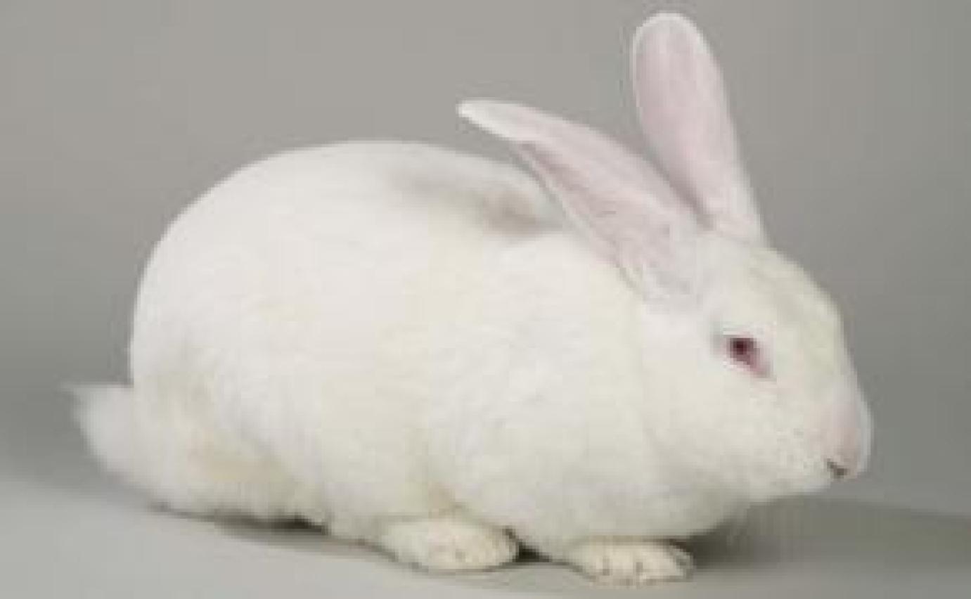 Drasztikusan csökken a nyúltartási kedv