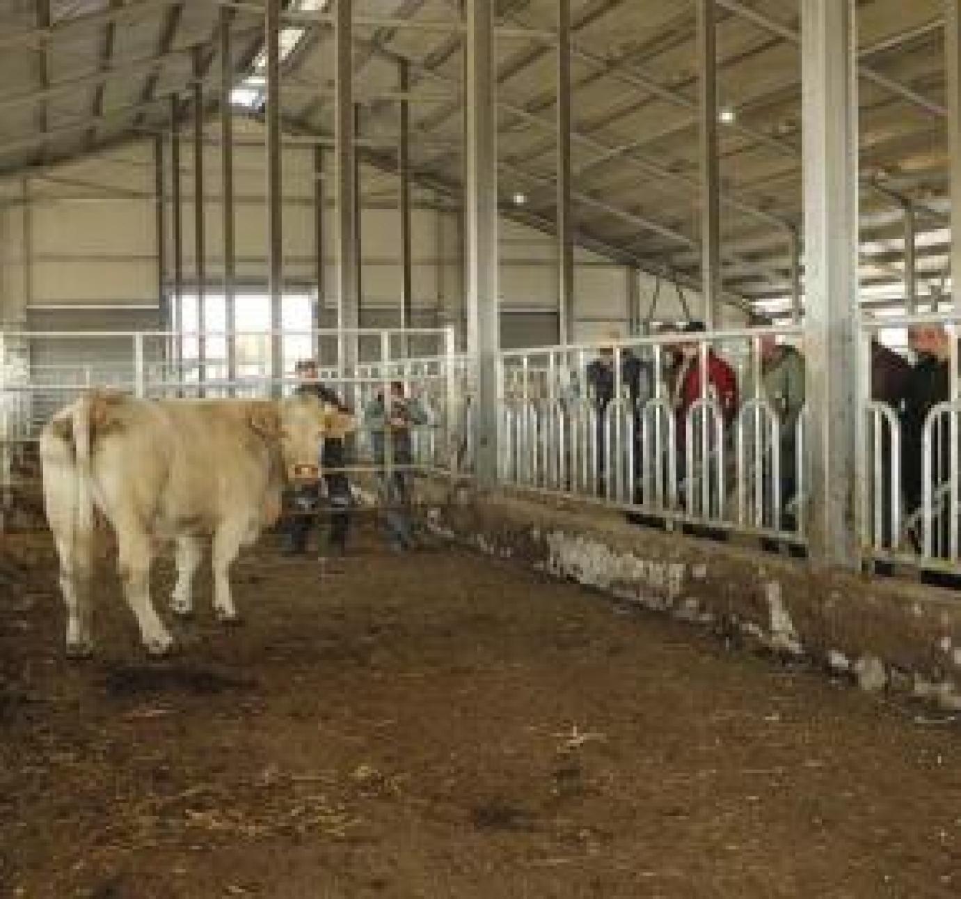 Charolais törzstenyészeti szemle Csobádon