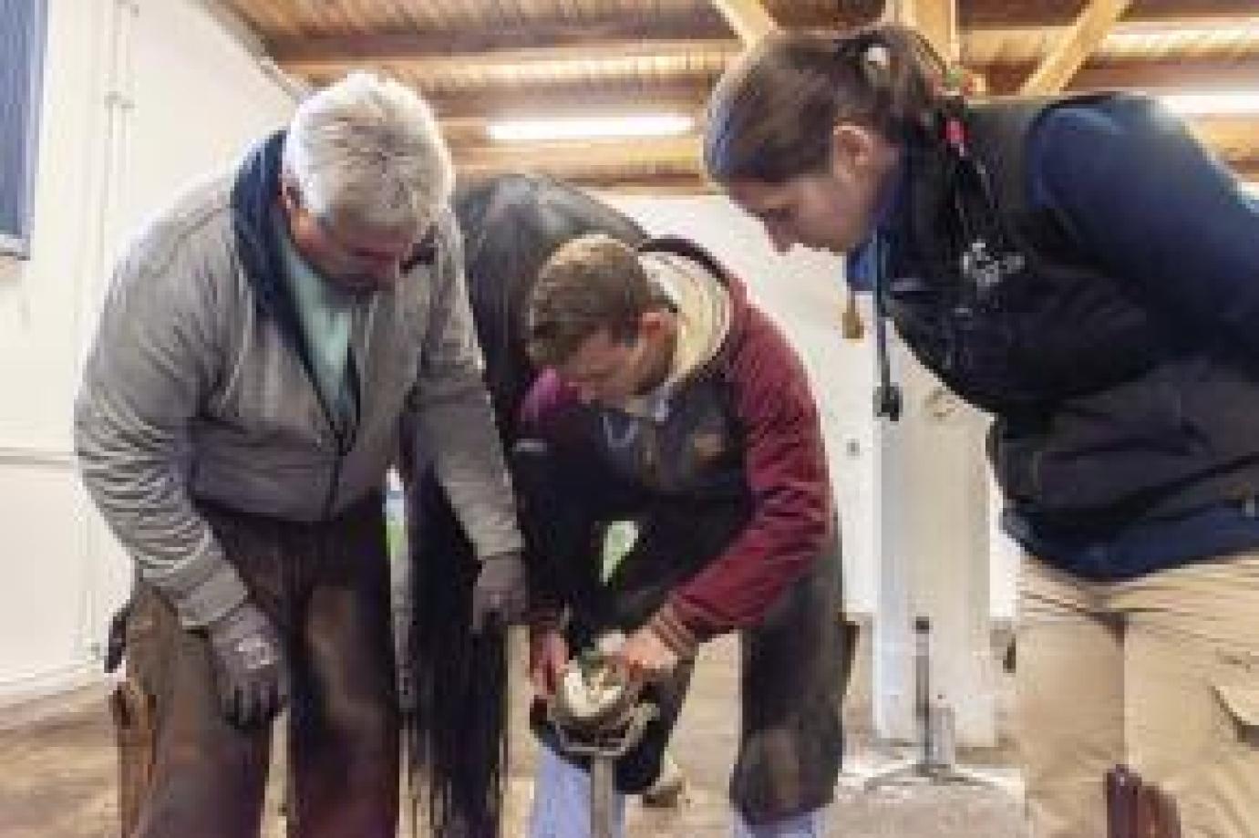 Lovak lábvégápolása - Hogyan segíti a lótartókat a patkolókovács?