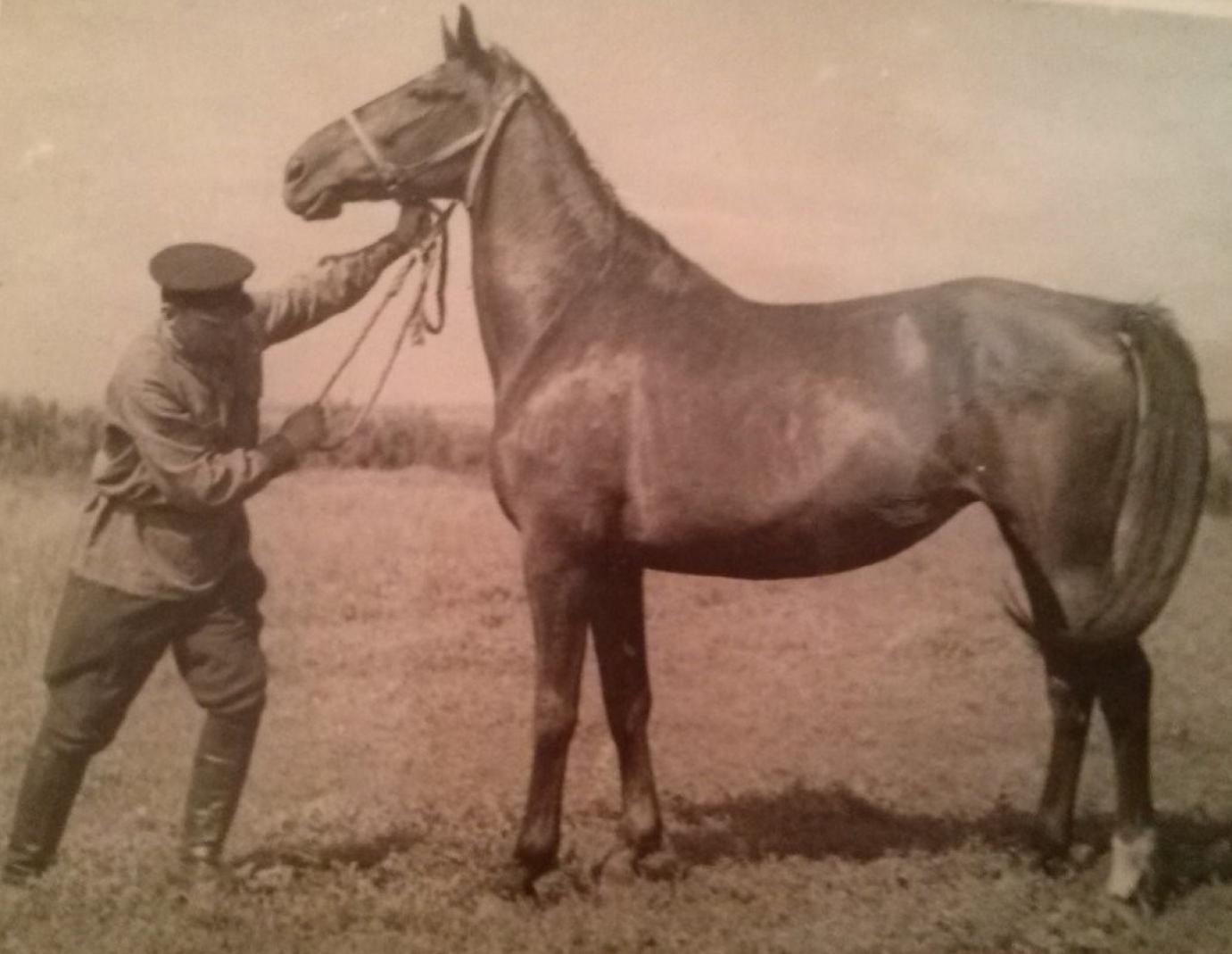 A magyar lófajták hatása az ukrán hátas kialakítására - I. rész