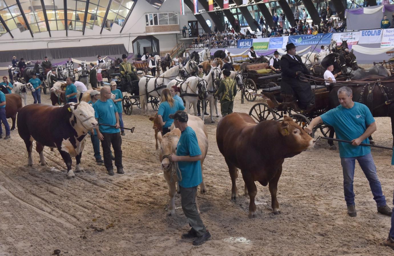 Ez a hétvége az állattenyésztésről szólt Kaposváron