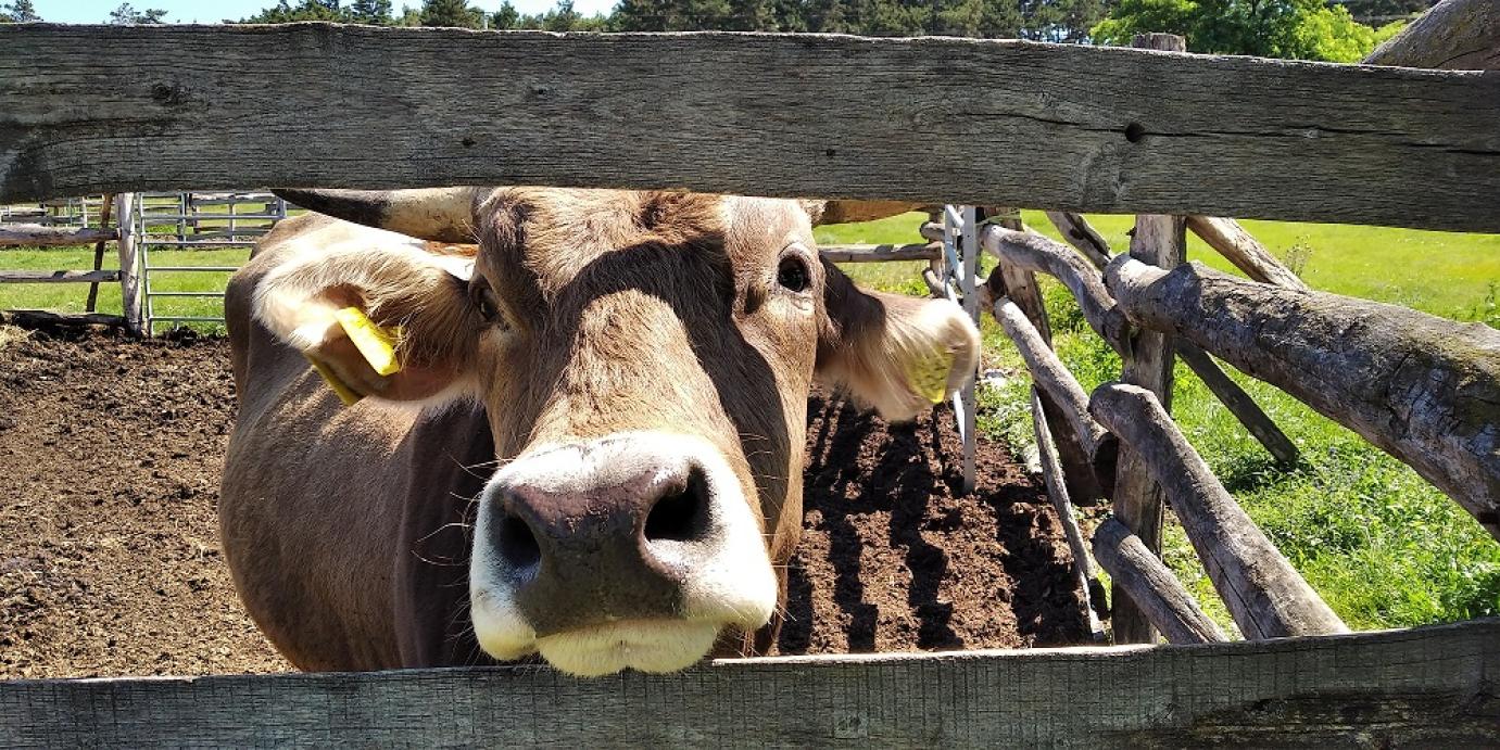 Gümőkór egy Komárom-Esztergom megyei szarvasmarha-állományban