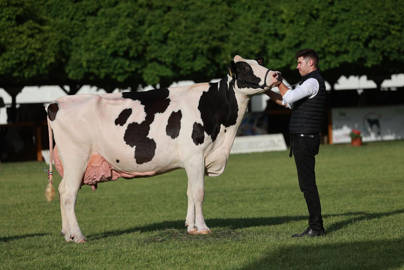 Megjelent az „Állatjóléti támogatás a tejtermelő szarvasmarha ágazatban” című pályázati felhívás