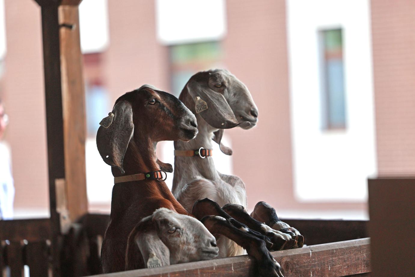 Kincstári közlemény jelent meg az anyakecsketartás csekély összegű támogatásáról