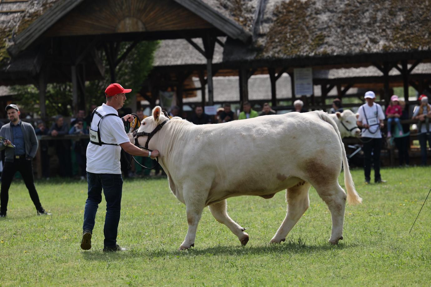 Elvesztettük kéknyelv mentességünket, de az élet megy tovább, tudunk alkalmazkodni ehhez a helyzethez