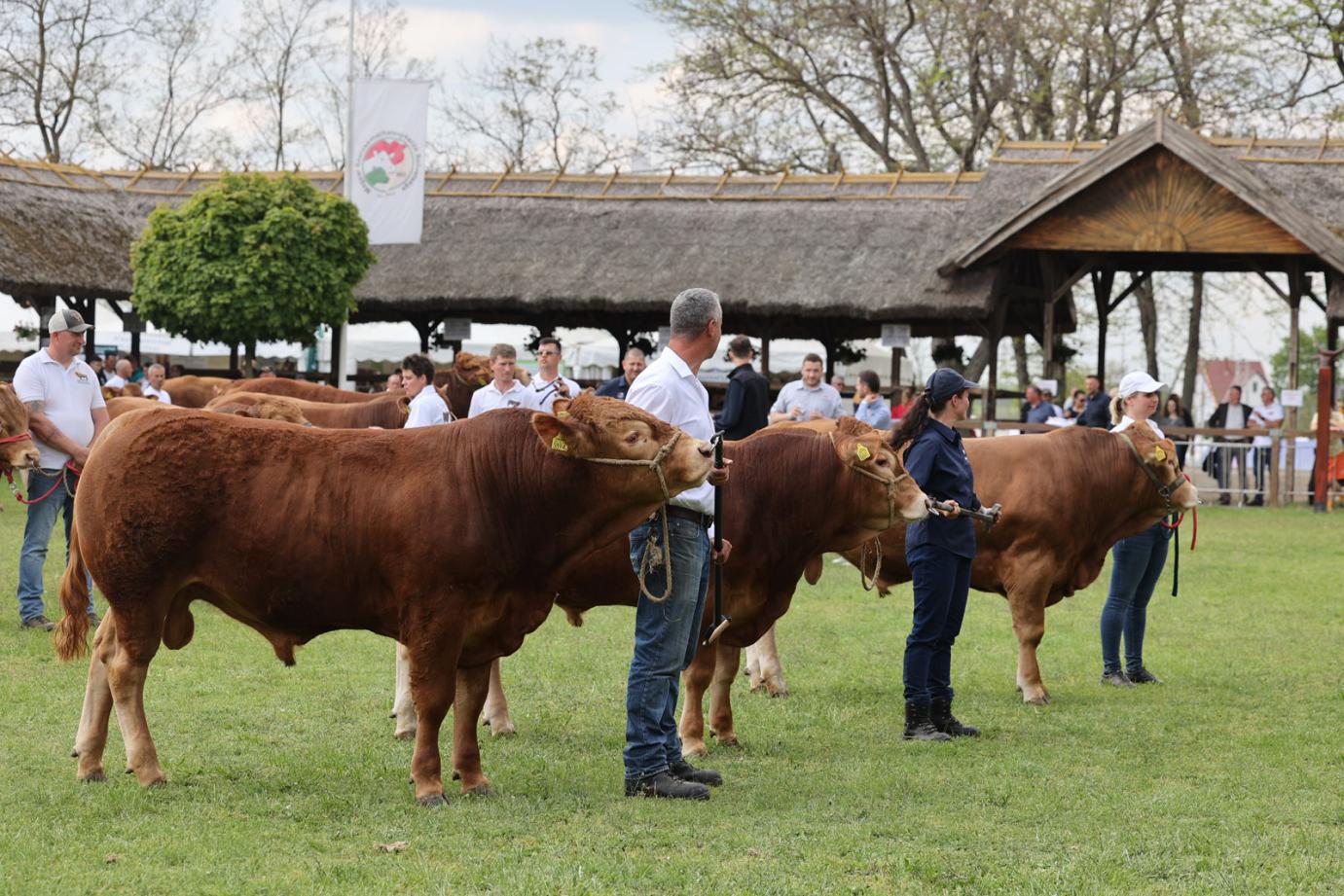 Felülvizsgálják a tenyésztési támogatások rendszerét