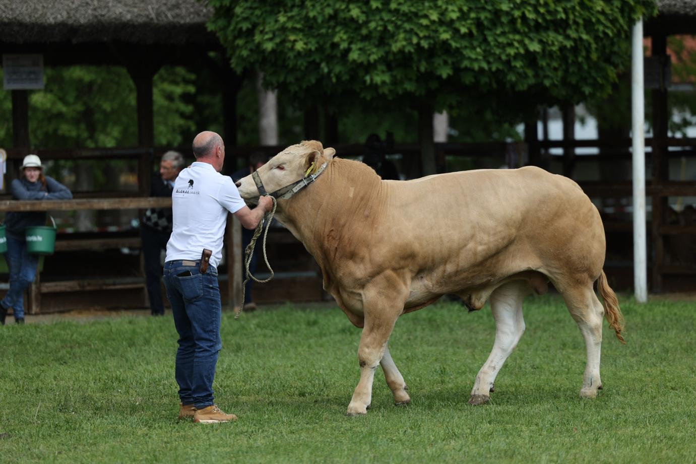 KAP KÖZLEMÉNY: A HÍZOTT BIKA ÁTMENETI NEMZETI TÁMOGATÁS FORINTBAN MEGÁLLAPÍTOTT 2023. ÉVI KERETÖSSZEGÉRŐL ÉS A BÁZISJOGOSULTSÁGONKÉNT KIFIZETHETŐ MAXIMÁLIS ÖSSZEG MÉRTÉKÉRŐL