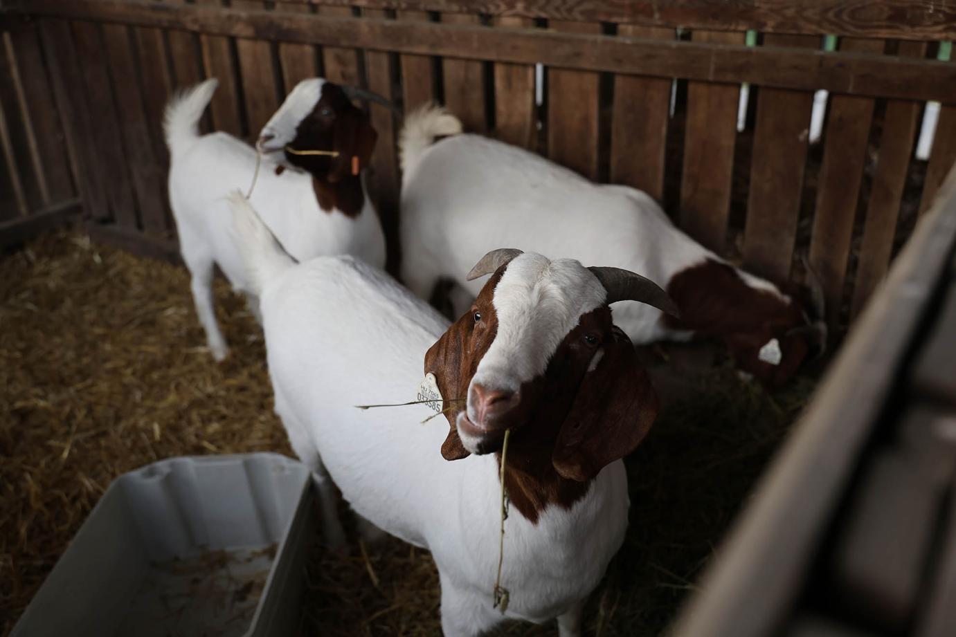 Kincstári közlemény jelent meg a súrlókór genotipizálás díja után igénybe vehető 2024. évi támogatásról