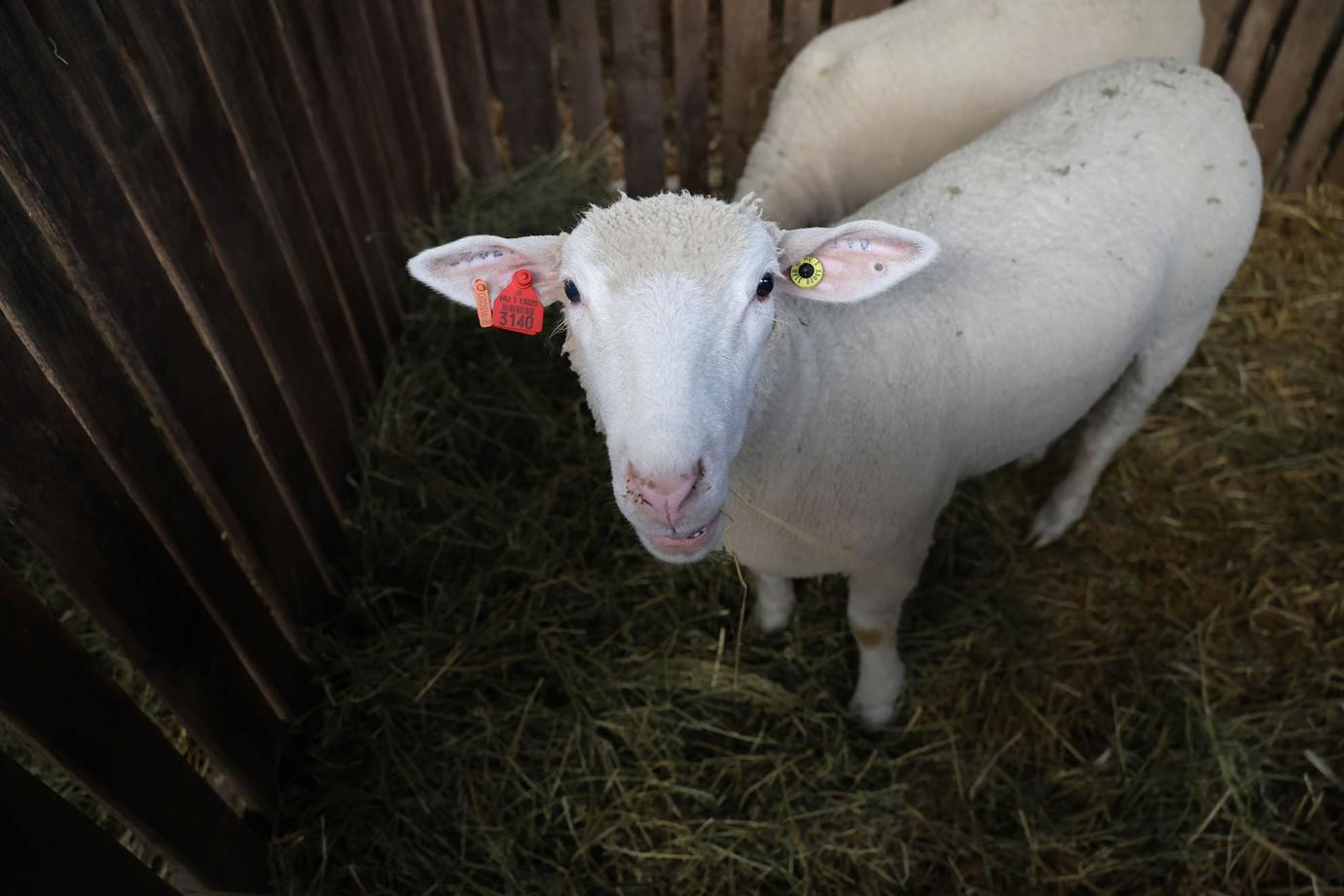 Segítség a kiskérődző tartóknak - az agrárminisztérium támogatást nyújt a súrlókór megelőzéséhez