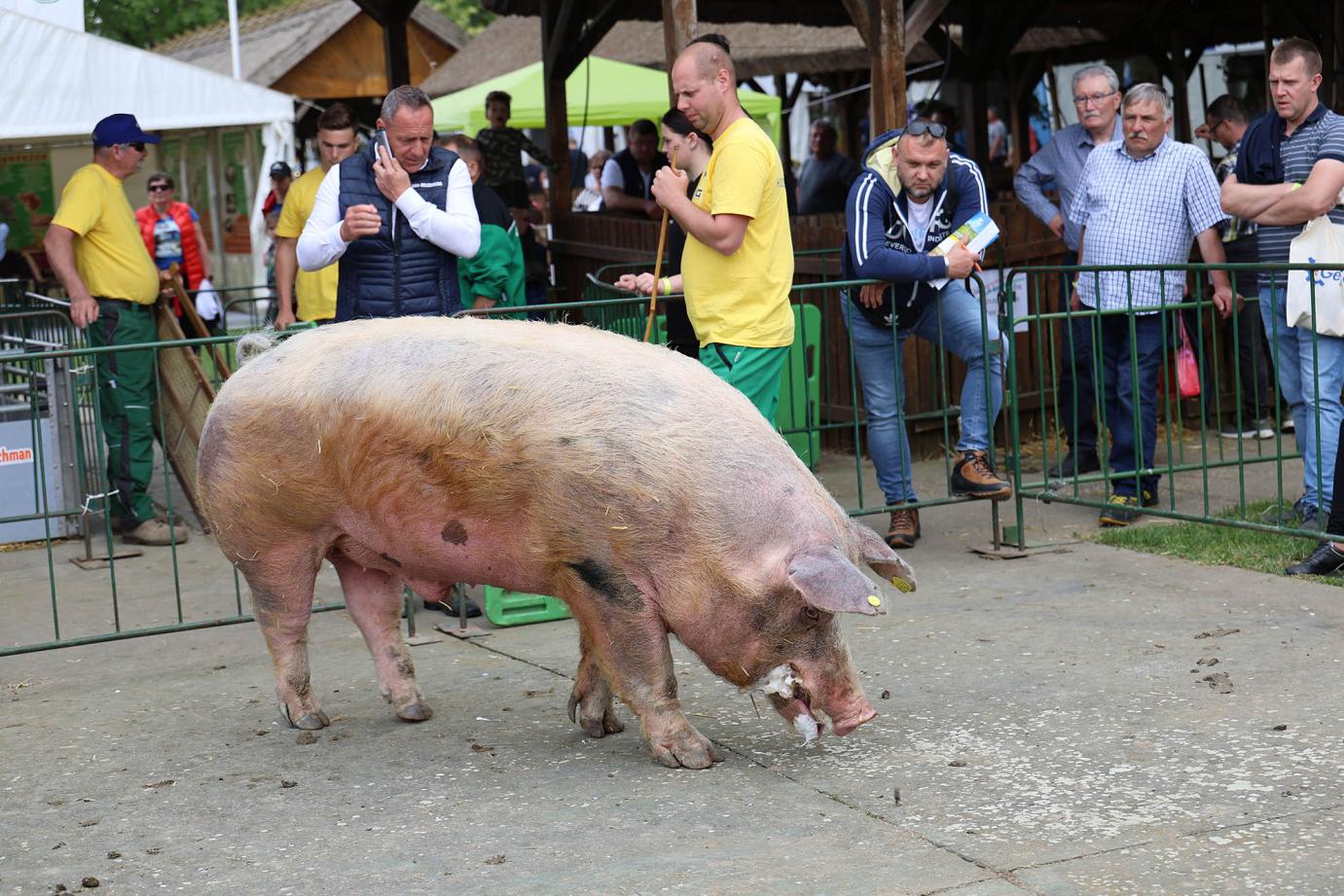 Aujeszky-betegség ütötte fel a fejét Somogy vármegyében