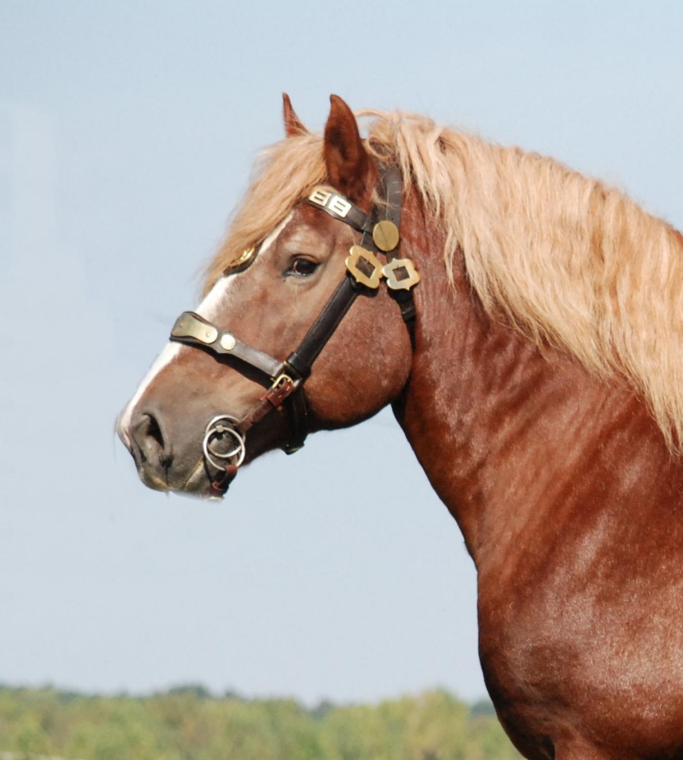 Lovasok figyelem - Nébih igazolás is kell a lovas létesítmények fejlesztése pályázathoz