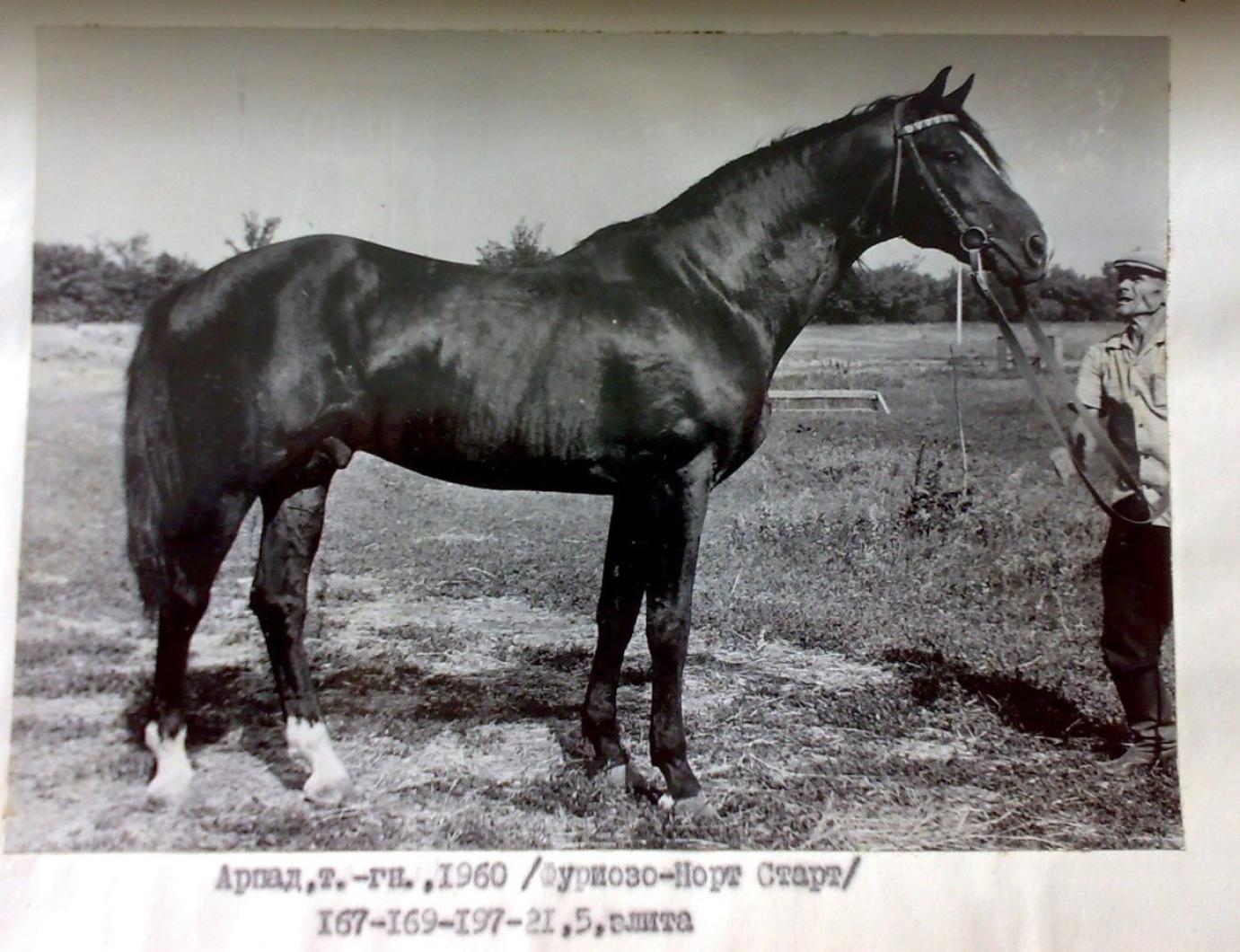 A magyar lófajták hatása az ukrán hátas kialakítására - II. rész