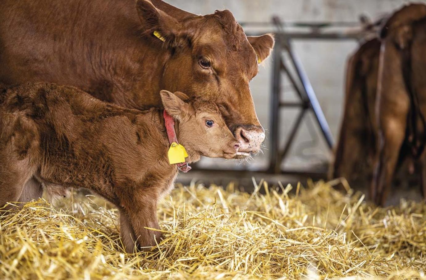 Állattenyésztési helyzetkép határainkon túl