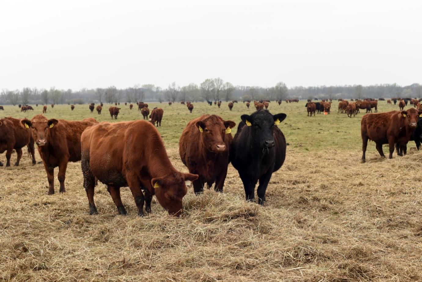 #Meatthefacts: húsmarhatenyésztést és a marhahúsfogyasztást övező tévhitek