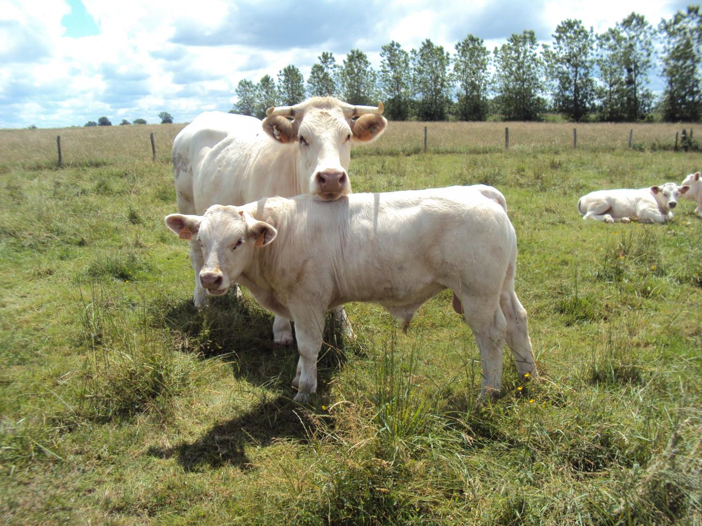 Anyatehéntartás támogatáshoz kapcsolódó szaporítási események bejelentése