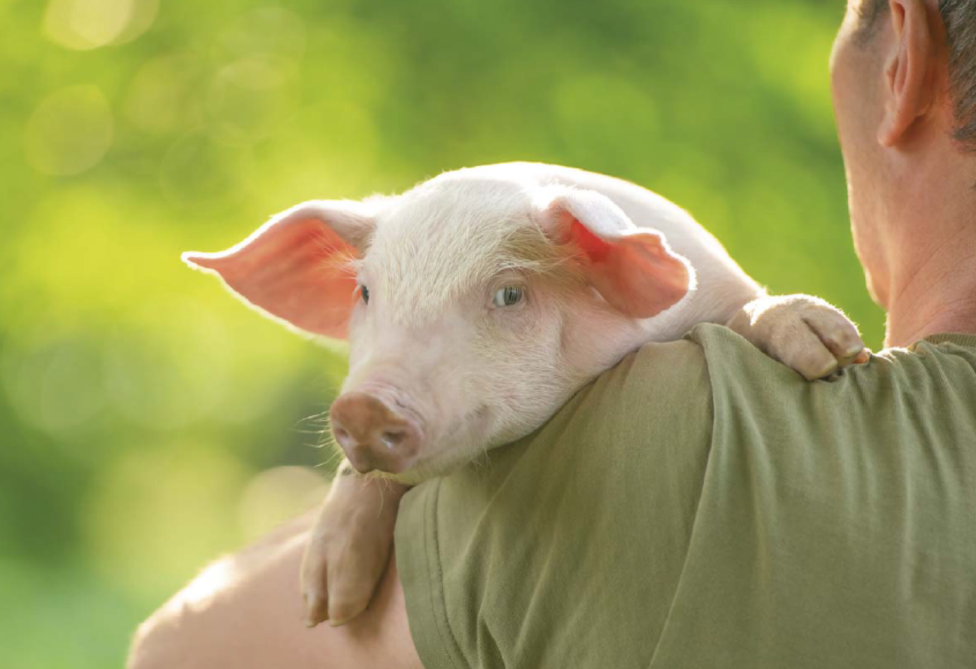 Hatalmas veszteségek a sertéstenyésztésben