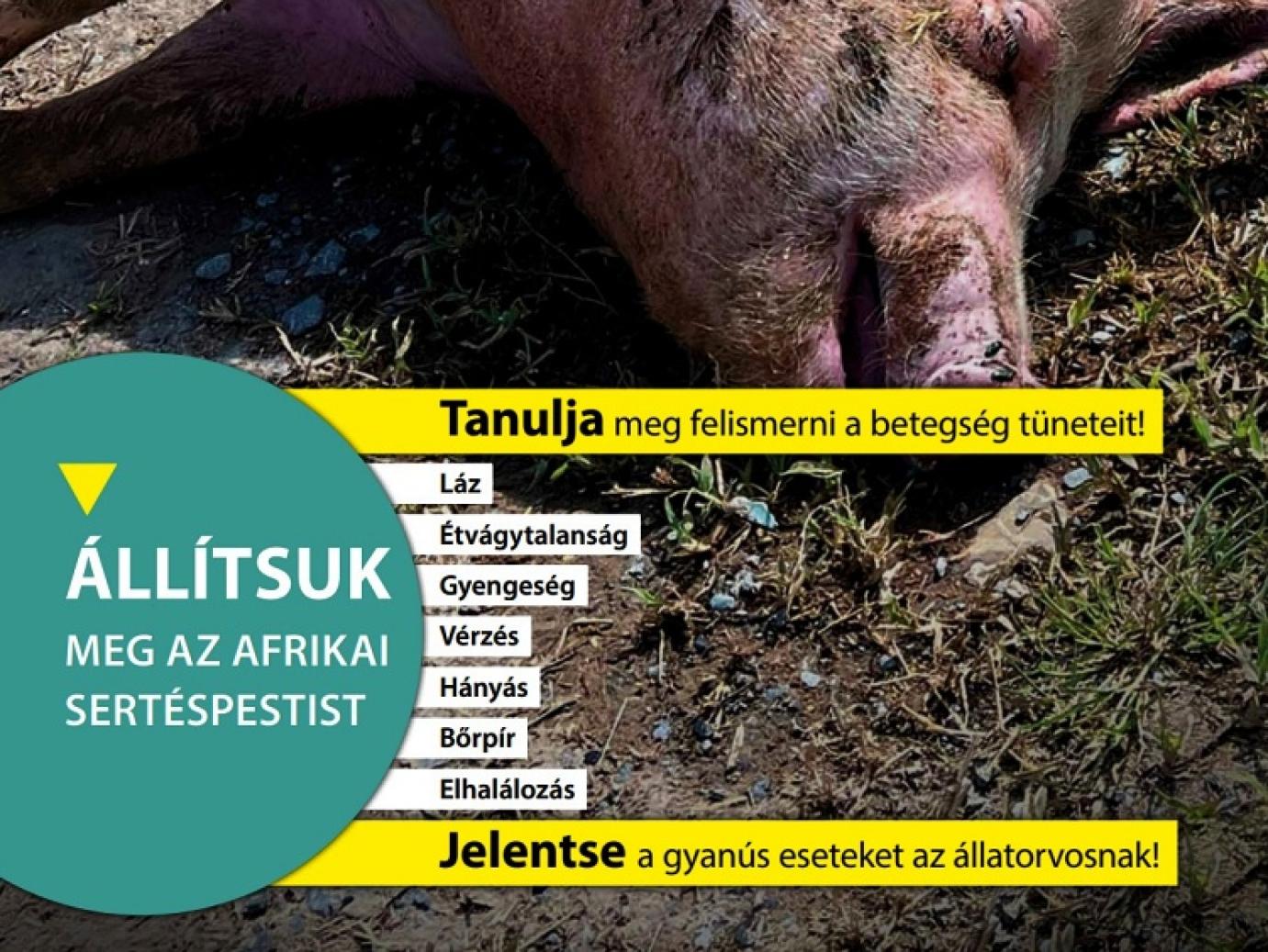 „Állítsuk meg az afrikai sertéspestist!”