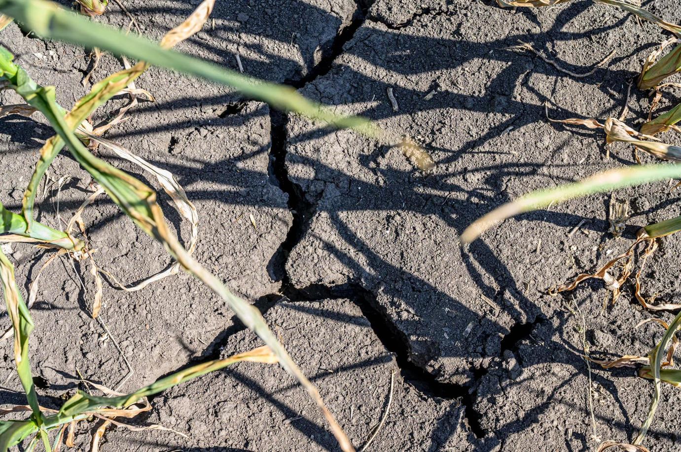 Aszály veszélyhelyzeti operatív törzs alakul