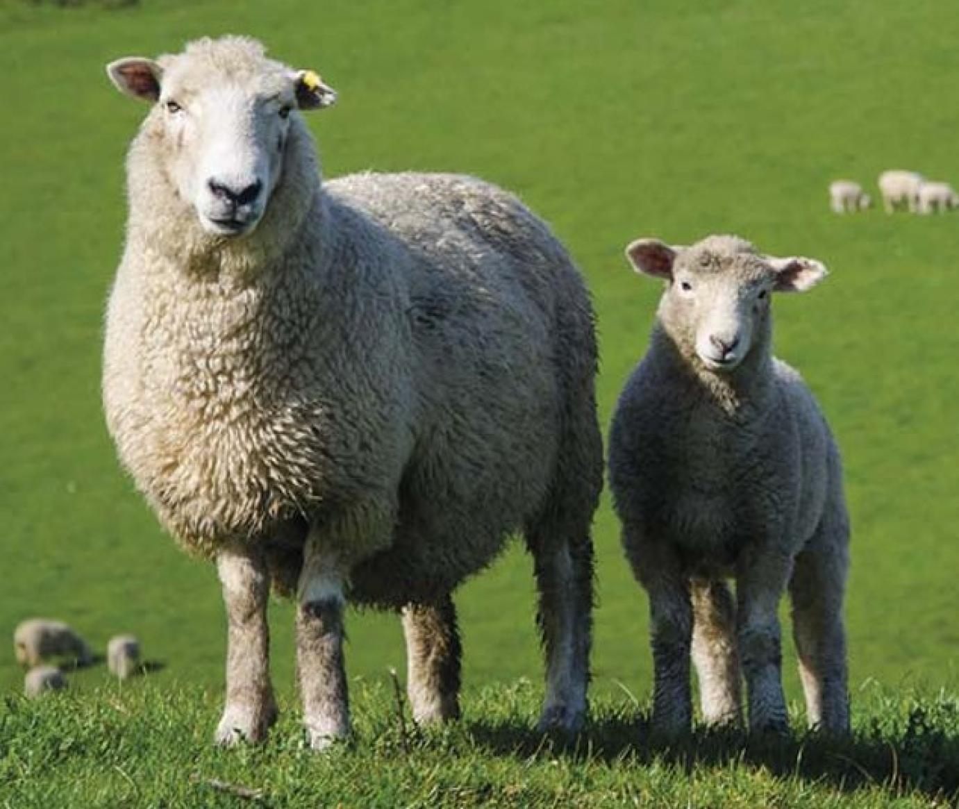 Miért nőtt 2022-ig és mit érdemes „hazahozni” a támogatási logikából?