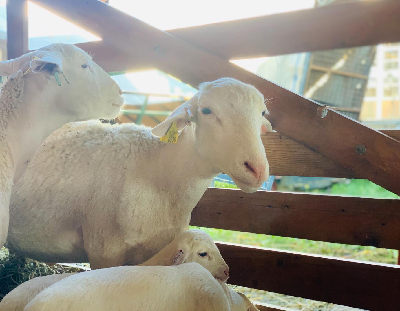 Ismét lehet pályázni a mezőgazdasági kisüzemek fejlesztésére