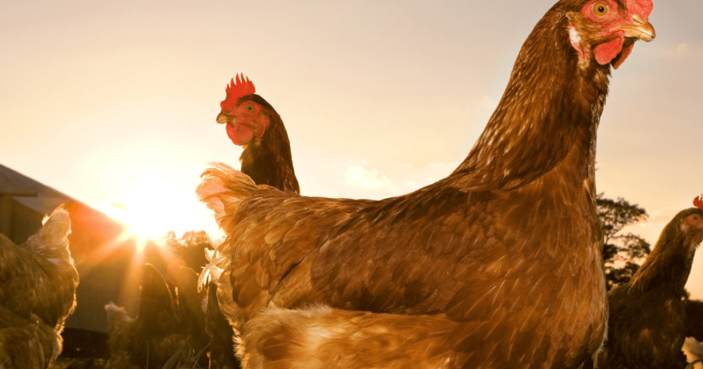 Adategyeztetési felhívás az új baromfi állatjóléti támogatás kapcsán