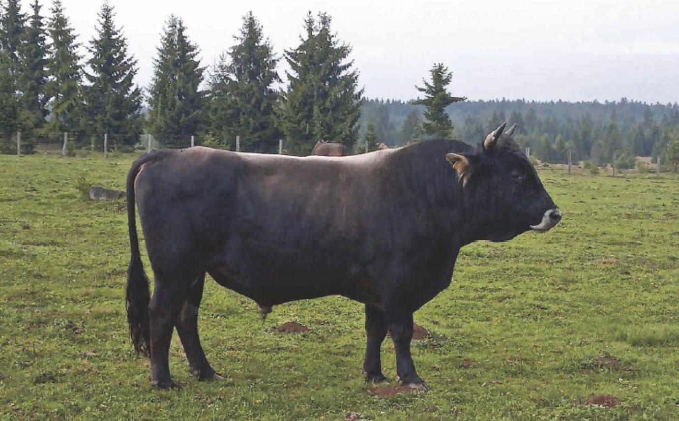 NAGY ELŐRELÉPÉS A KÁRPÁTI BORZDERES TENYÉSZTÉSÉBEN