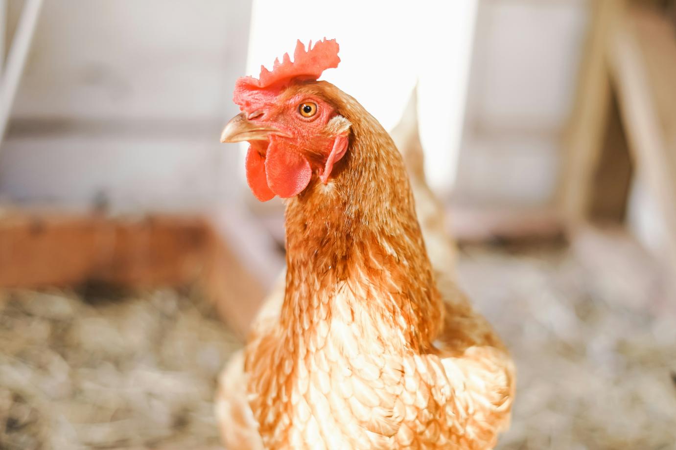 Magyarország ismét mentes a magas patogenitású madárinfluenzától