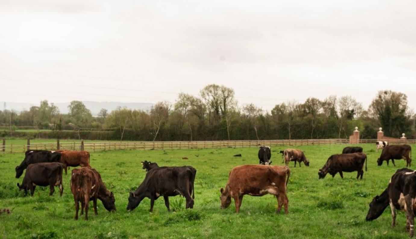 Állat- és kirakodóvásár veszi kezdetét Nagyvázsonyban