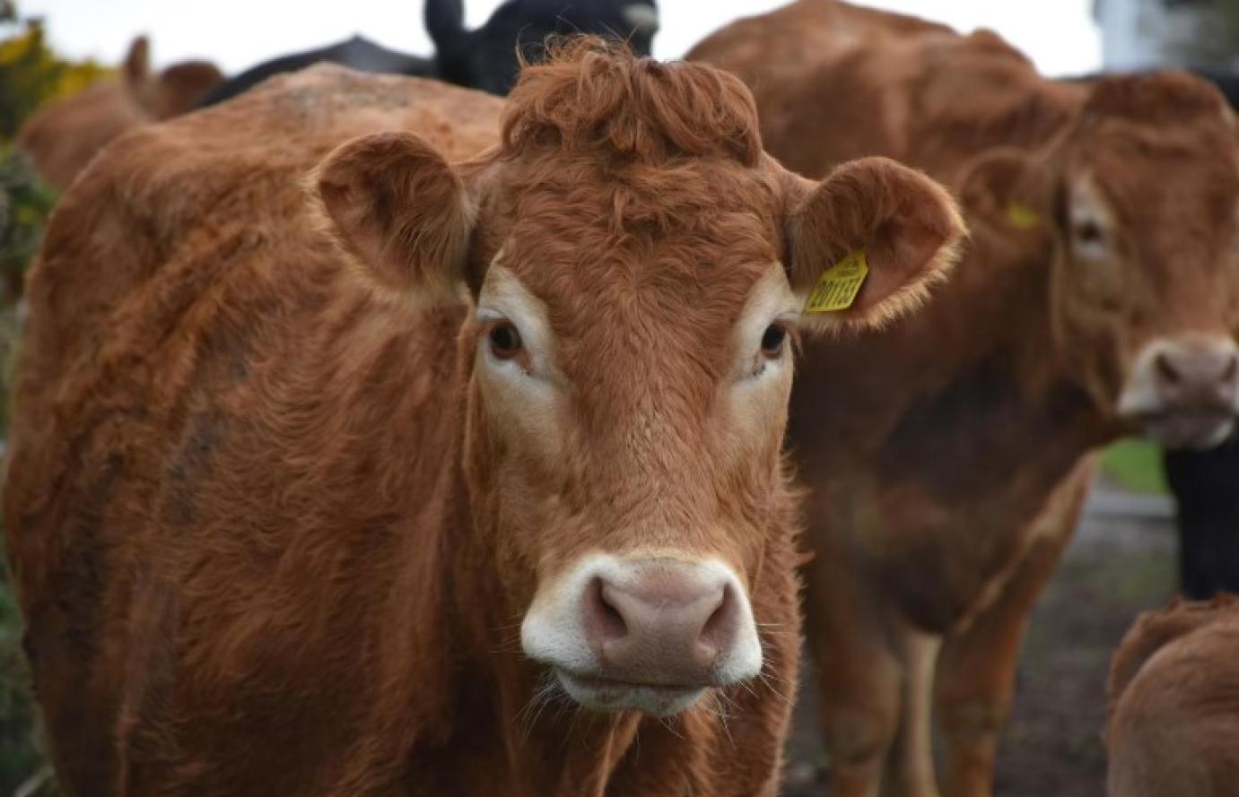 Import esetén erre kell figyelni a marhaútlevelek ügyintézésénél