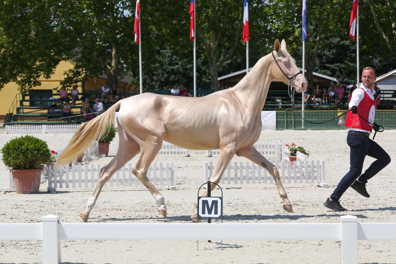 AKHAL-TEKE Európa-bajnokság Bábolnán