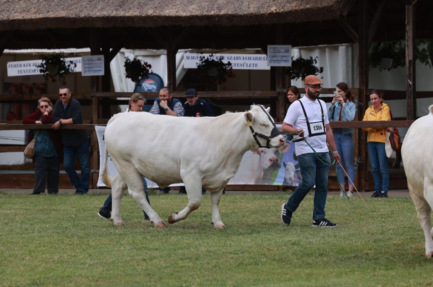 Teendők az „Állatjóléti támogatás a húshasznú szarvasmarha ágazatban” című pályázat kapcsán