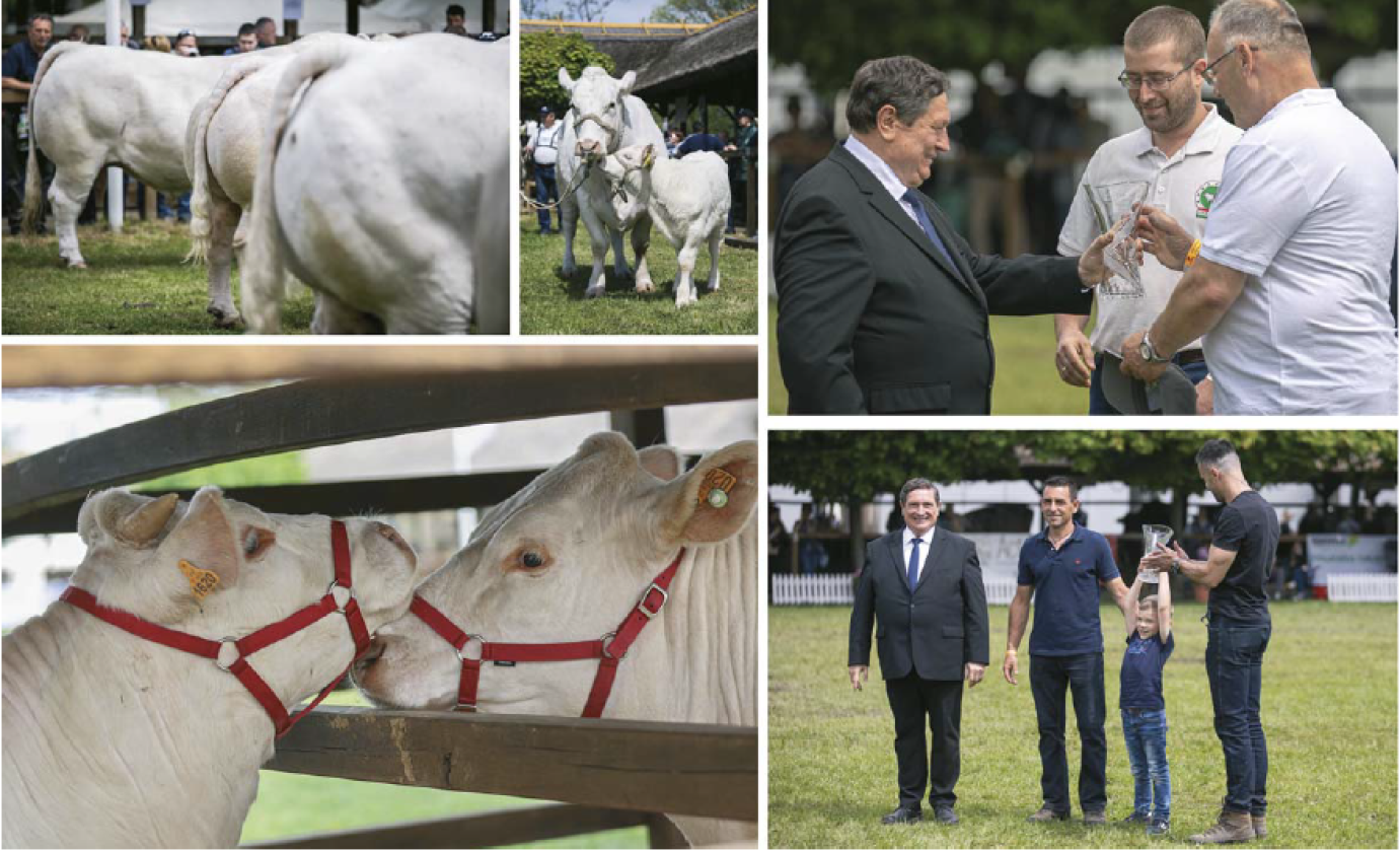 Új utakon a magyar charolais tenyésztése