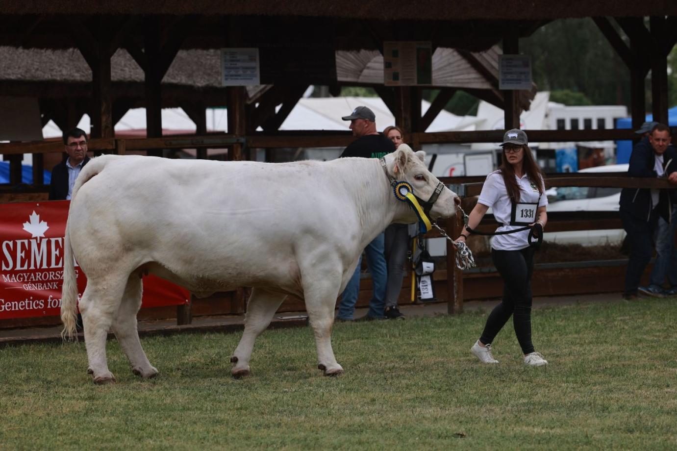 Intézkedések a ragadós száj- és körömfájás kapcsán