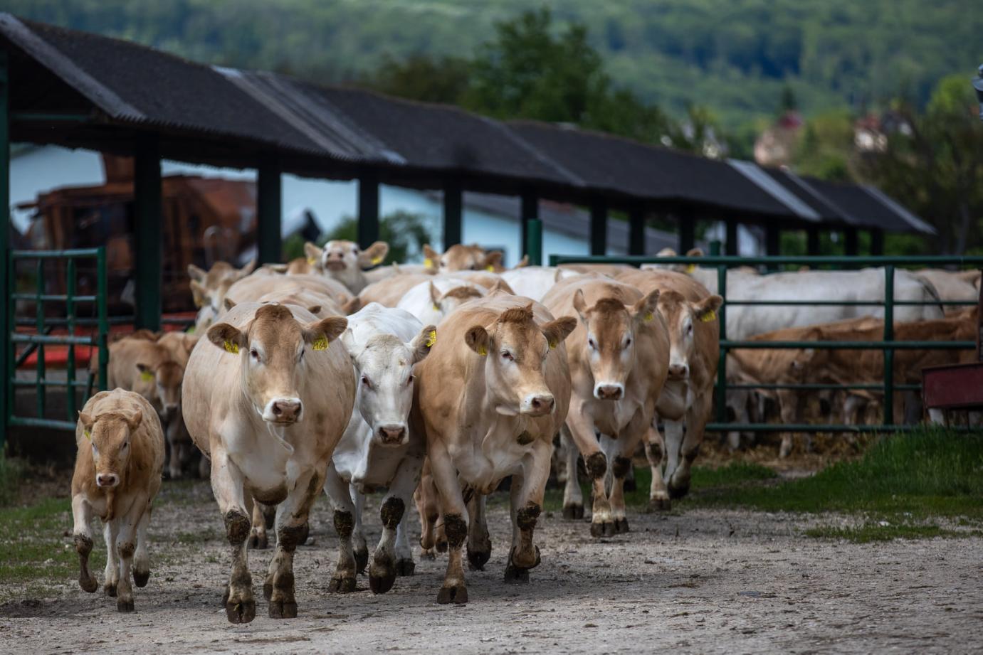 Csökkent Európában az állatállomány