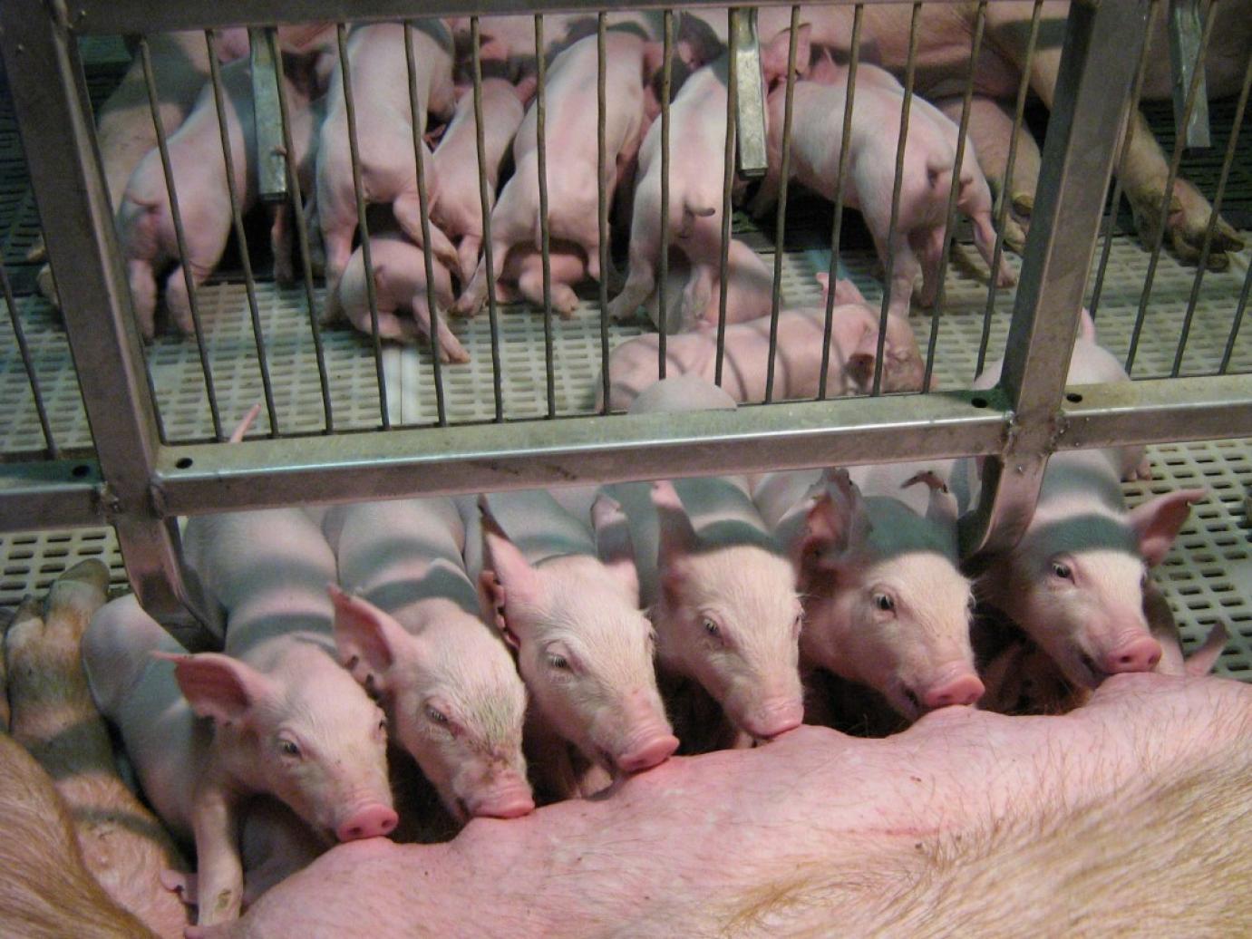 A Bizottság elutasította a tagállamok kérését