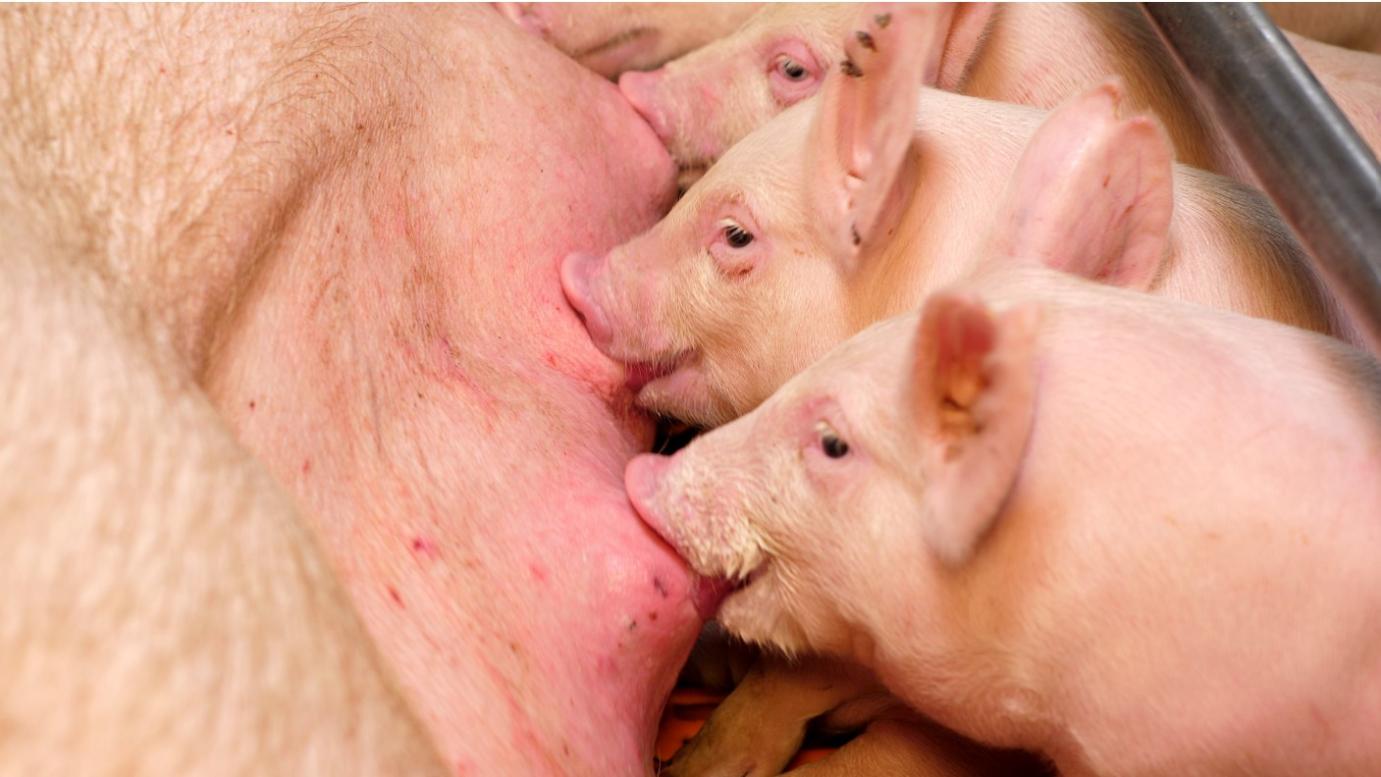 Segítséget kapnak a sertéstartók az Agrártárcától!