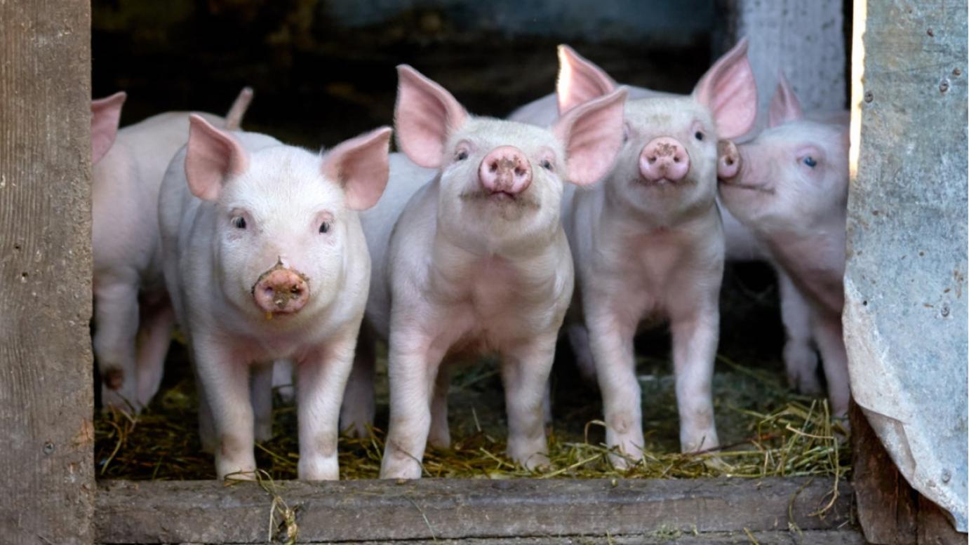 A sertéstartók gyors megsegítése érdekében újabb intézkedéseket jelentett be Feldman Zsolt