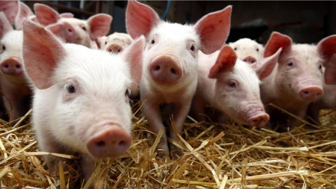 Áremelkedés várható a francia élősertés piacon