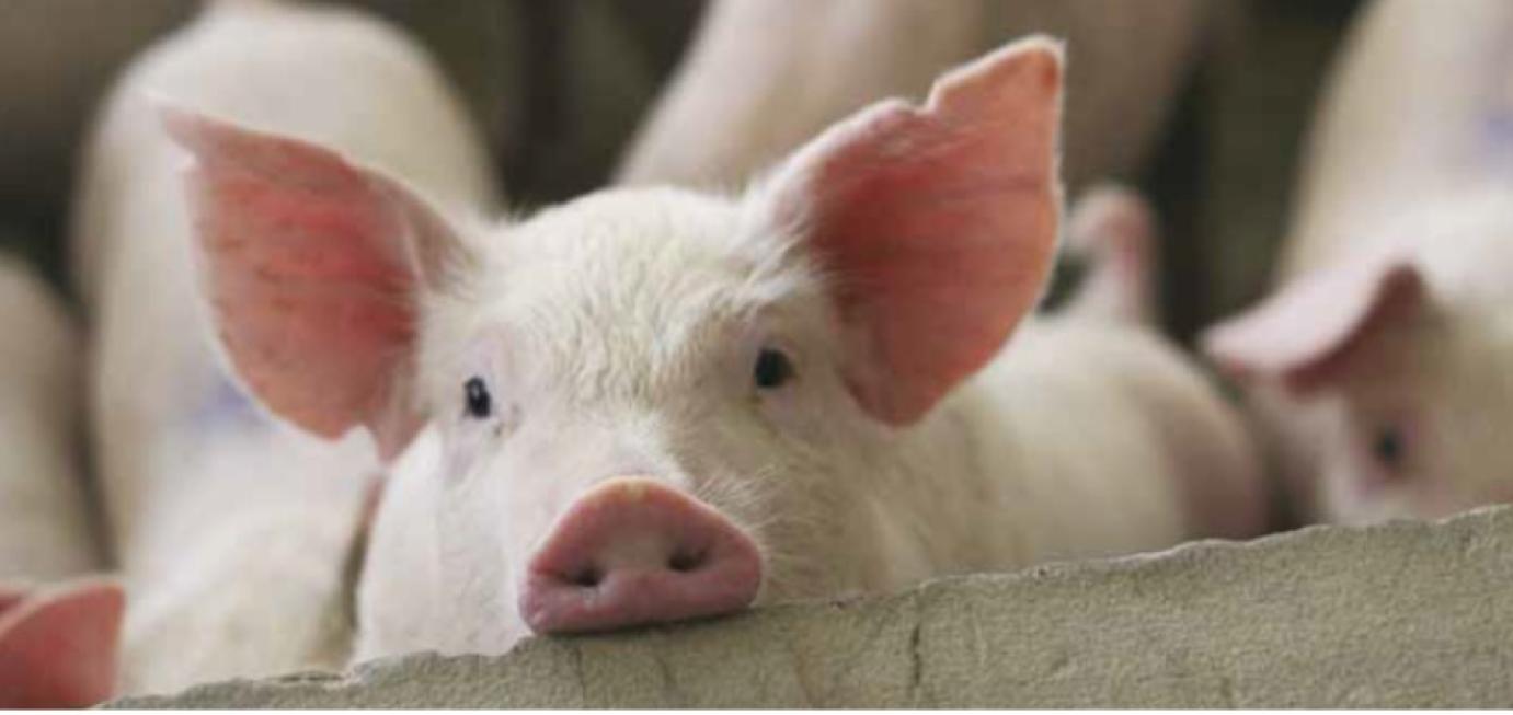 Módosult hazánk ASP mentesítési terve