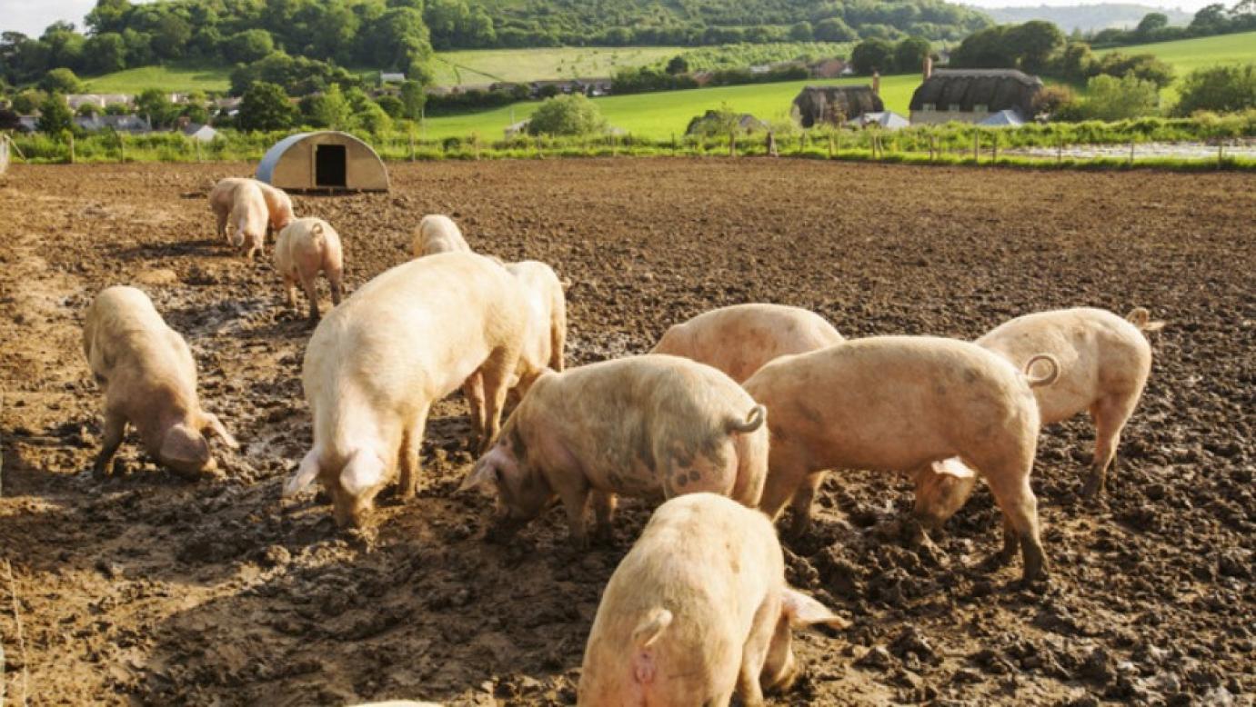 SERTÉS ÁLLATJÓLÉTI TÁMOGATÁS 2021. támogatási évre (I-IV. negyedévre) vonatkozó kifizetési kérelmek benyújtása