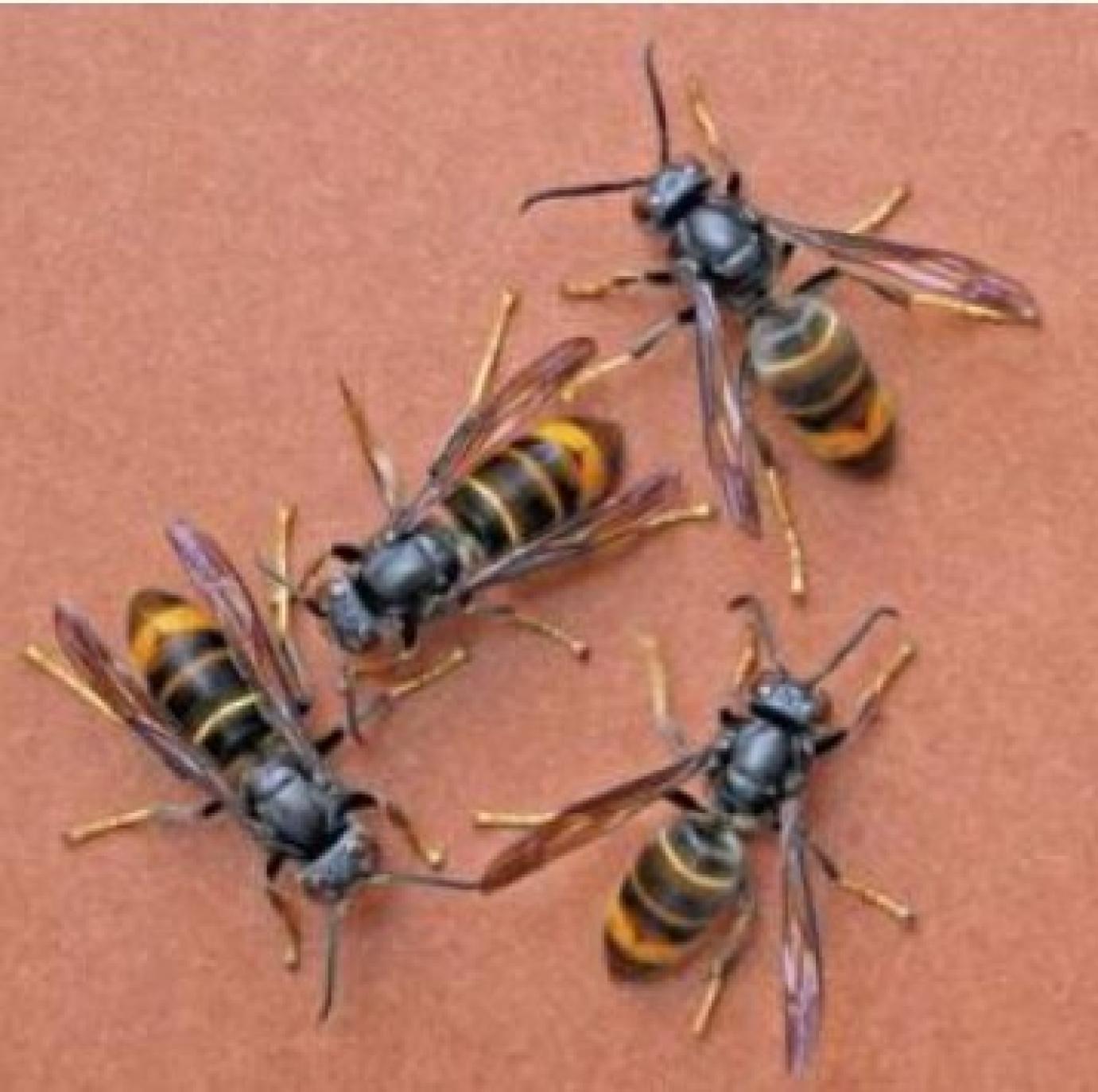 Az ázsiai lódarázs Magyarországon