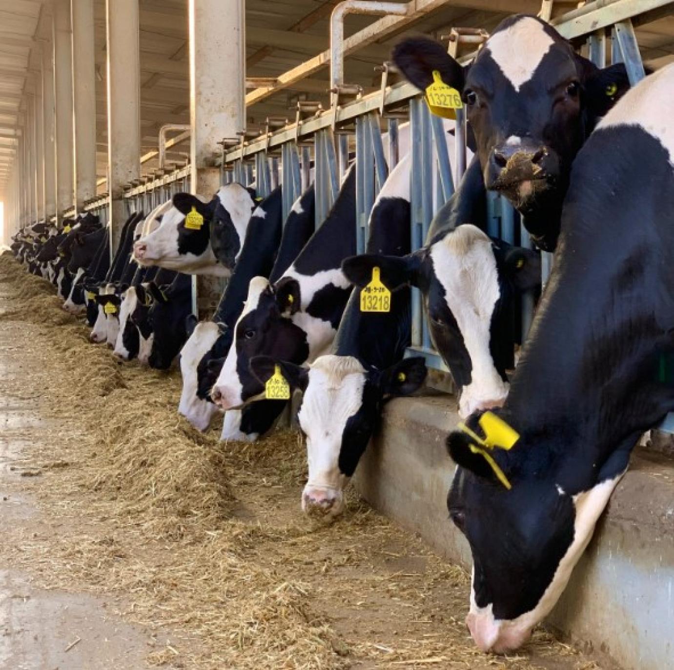 Jövő héten utalja a Kincstár a 2022 évi kérelem alapján járó ÁNT tej és hízottbika támogatásokat