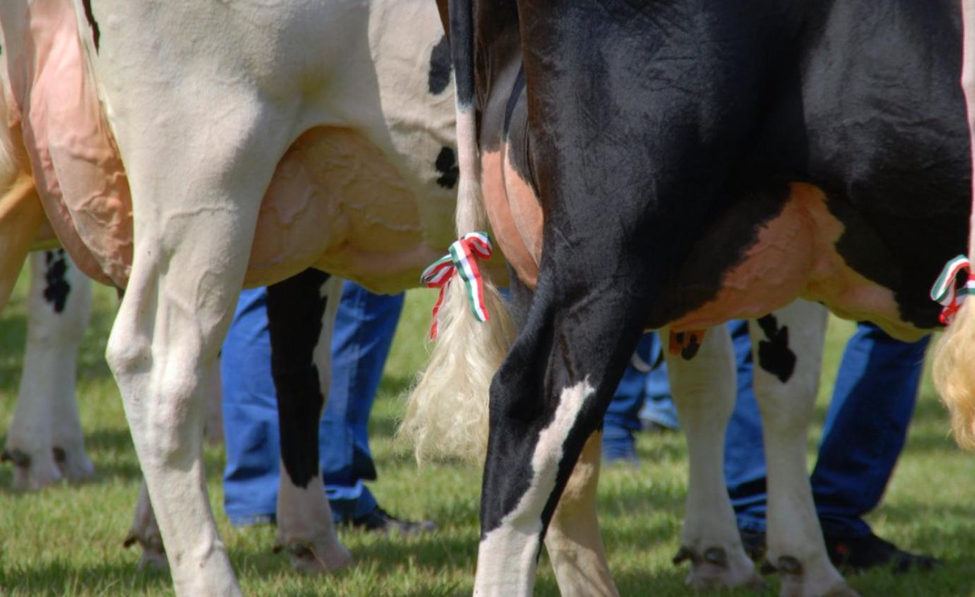 Megjelent „A tejágazat szerkezetátalakítását kísérő állatjóléti támogatás” című (VP3-14.1.1-23 kódszámú) felhívás