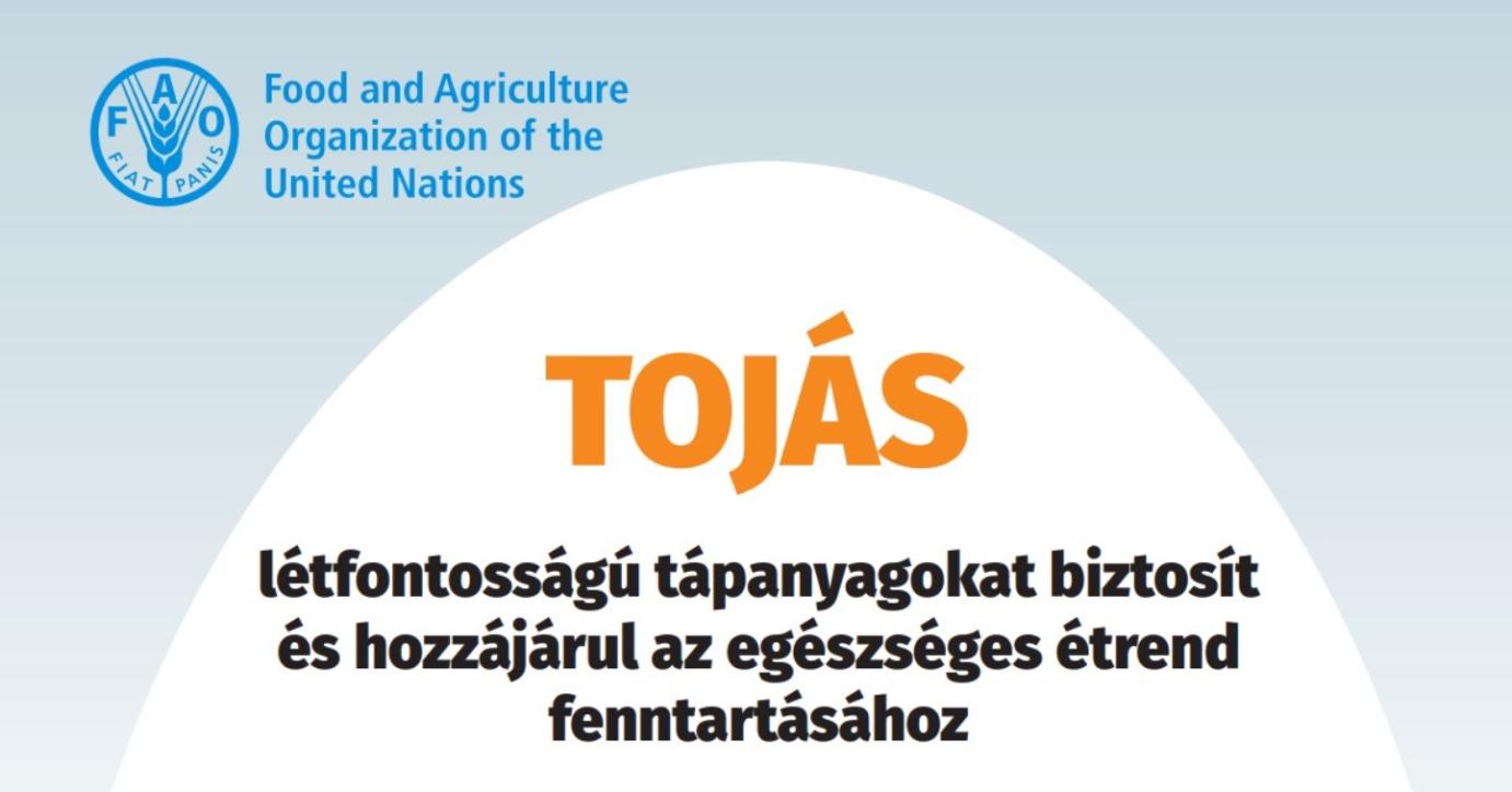 Újabb infografika jelent meg, ami a tojás fogyasztásának pozitívumairól mesél nekünk