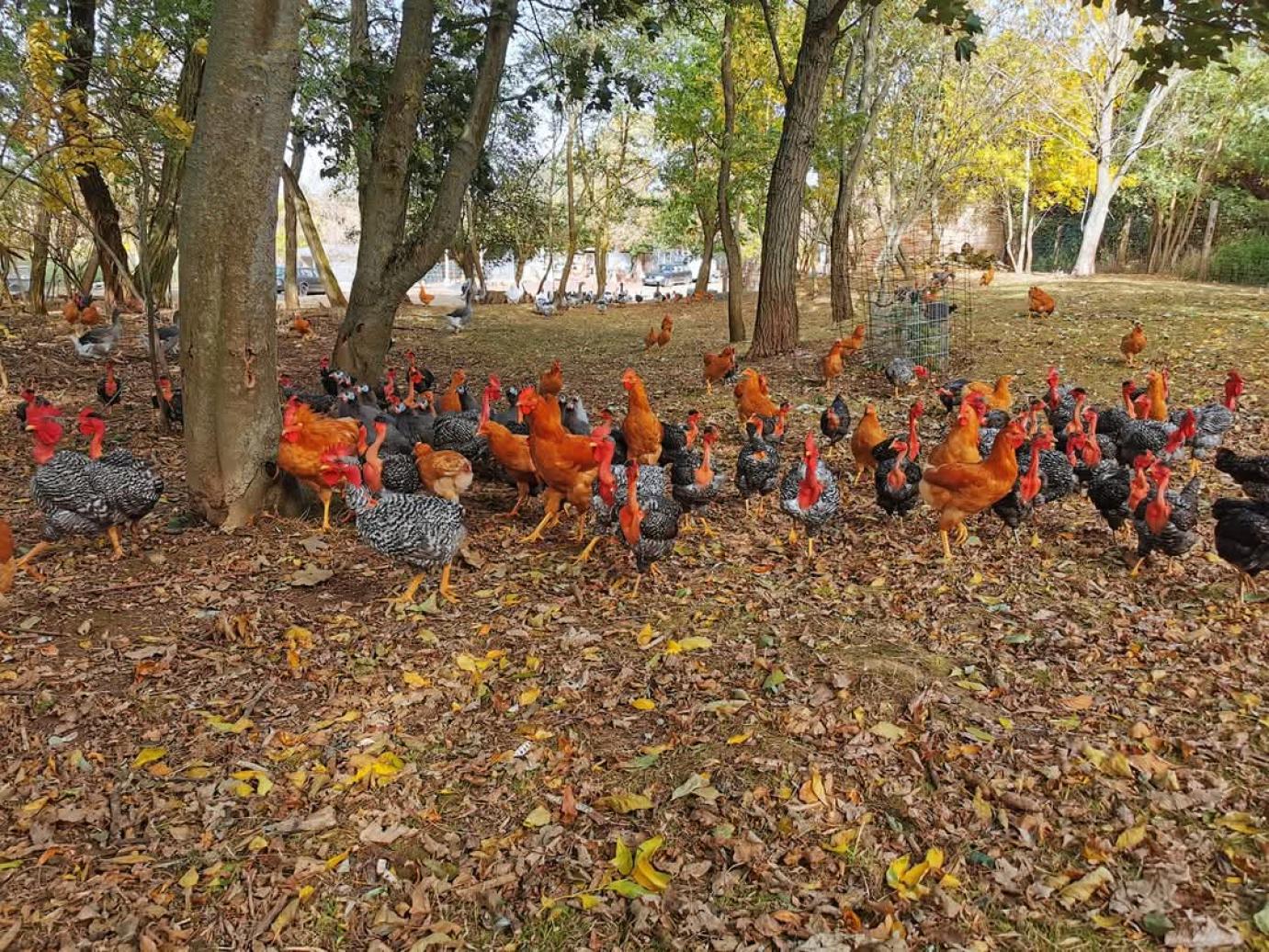 A támogatások igénylésének és kifizetésének tervezhetetlensége veszélybe sodorja a génmegőrzést