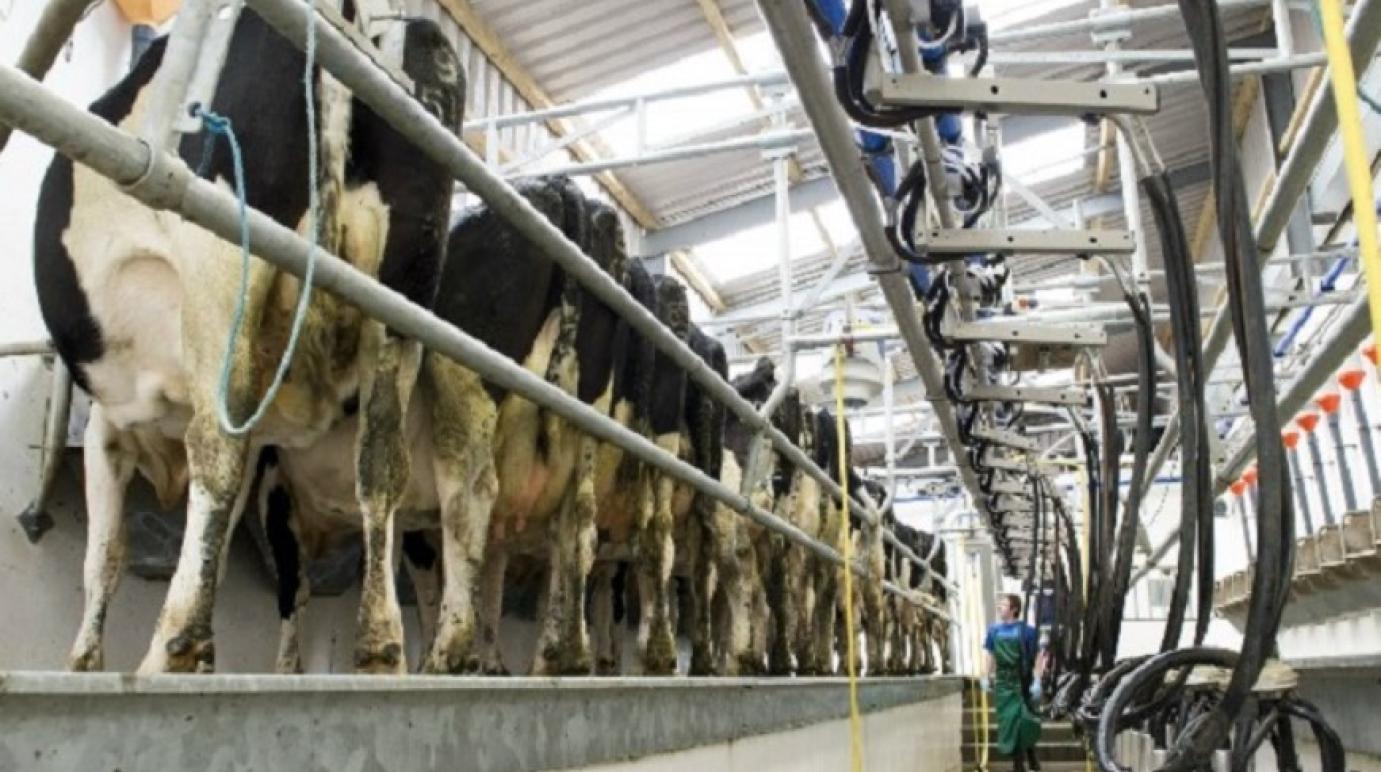 A tejpiacunk stabilizálása és a hazai tejellátás biztosítása a tét - nyílt levelet írt a Tej Terméktanács