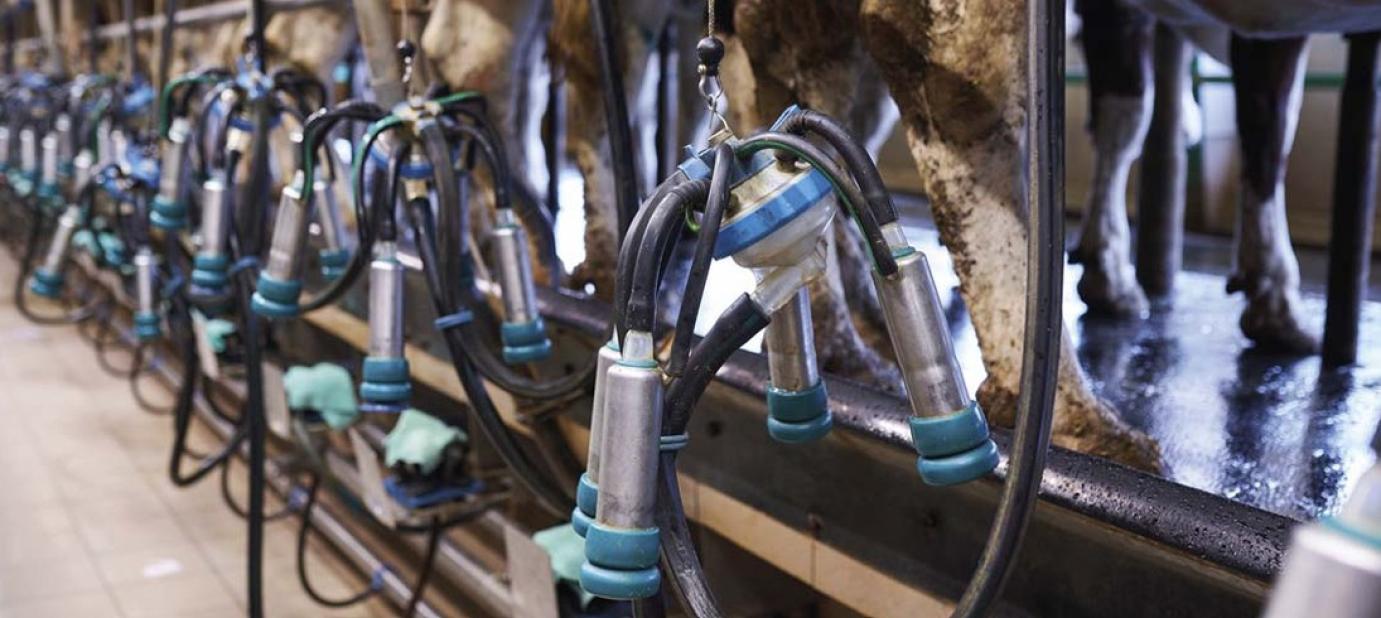 Hol áll meg az áresés? - Kilátások az európai és a magyar tejpiacon