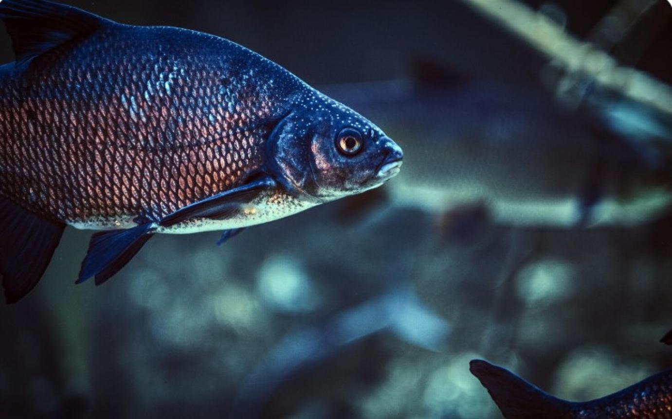 Interjú Urbányi Bélával