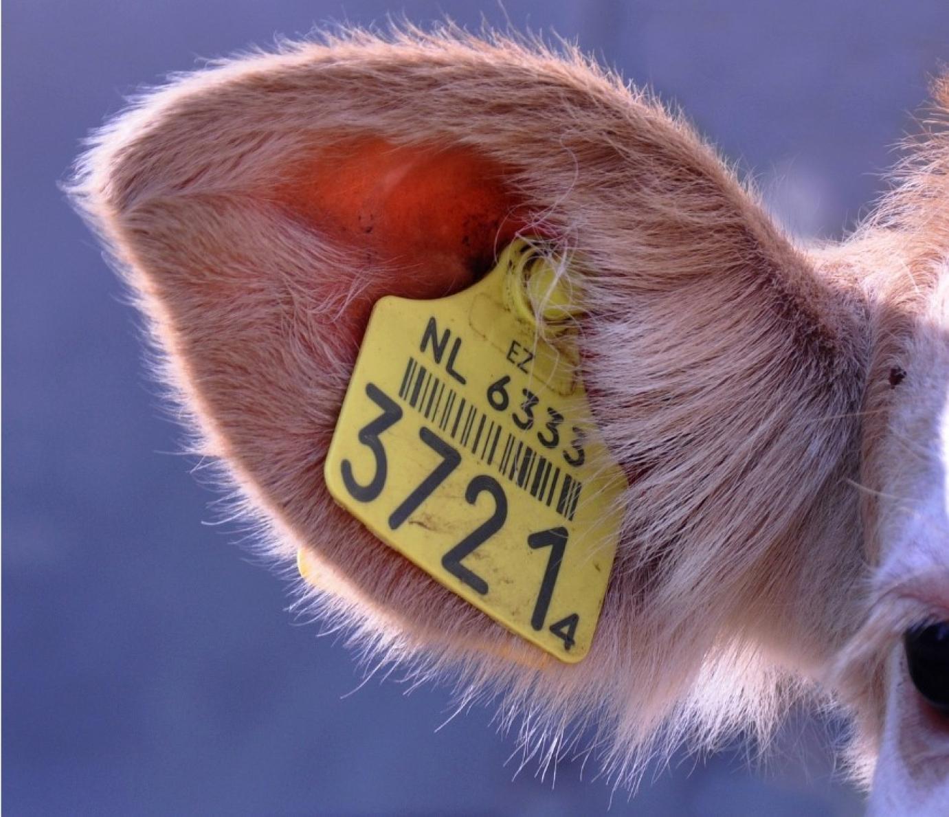 Késve bejelentett ENAR események szankcionálása