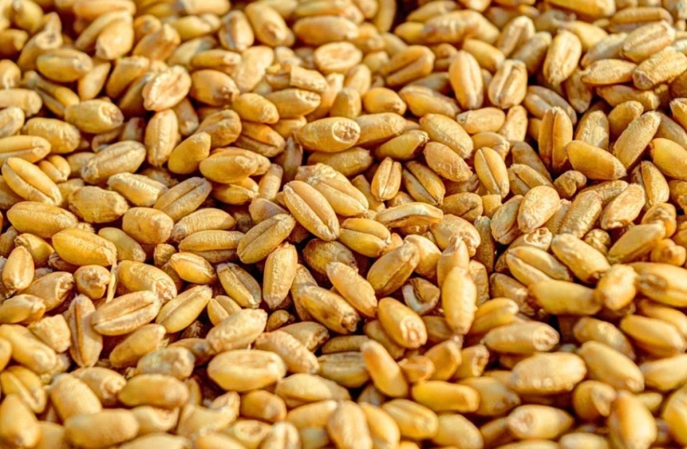 Nem kell bejelenteni a gabonakivitelt